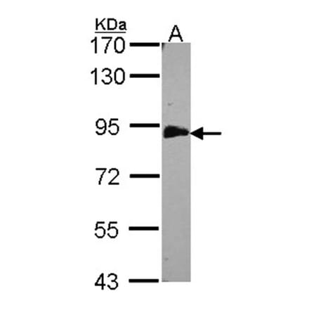 EML1 antibody from Signalway Antibody (22733) - Antibodies.com