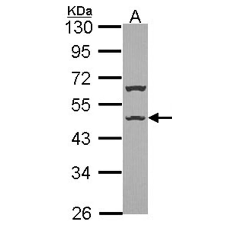 ISLR antibody from Signalway Antibody (23028) - Antibodies.com
