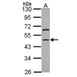ISLR antibody from Signalway Antibody (23028) - Antibodies.com