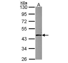 ABH1 antibody from Signalway Antibody (23093) - Antibodies.com