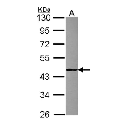 ABH1 antibody from Signalway Antibody (23093) - Antibodies.com