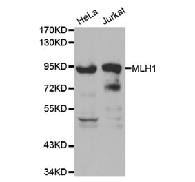 Western blot - MLH1 Antibody from Signalway Antibody (32046) - Antibodies.com