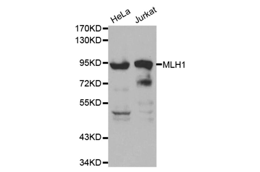 Western blot - MLH1 Antibody from Signalway Antibody (32046) - Antibodies.com