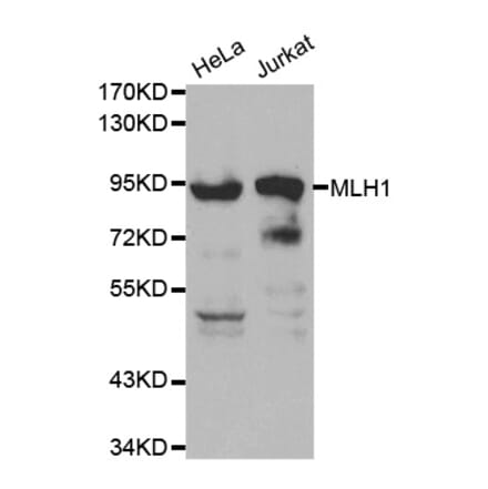 Western blot - MLH1 Antibody from Signalway Antibody (32046) - Antibodies.com