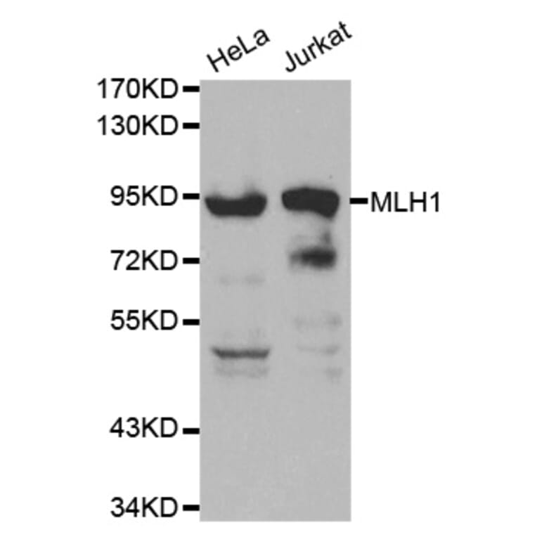 Western blot - MLH1 Antibody from Signalway Antibody (32046) - Antibodies.com