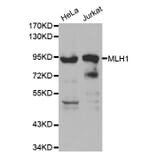 Western blot - MLH1 Antibody from Signalway Antibody (32046) - Antibodies.com