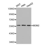 Western blot - MDM2 Antibody from Signalway Antibody (32071) - Antibodies.com