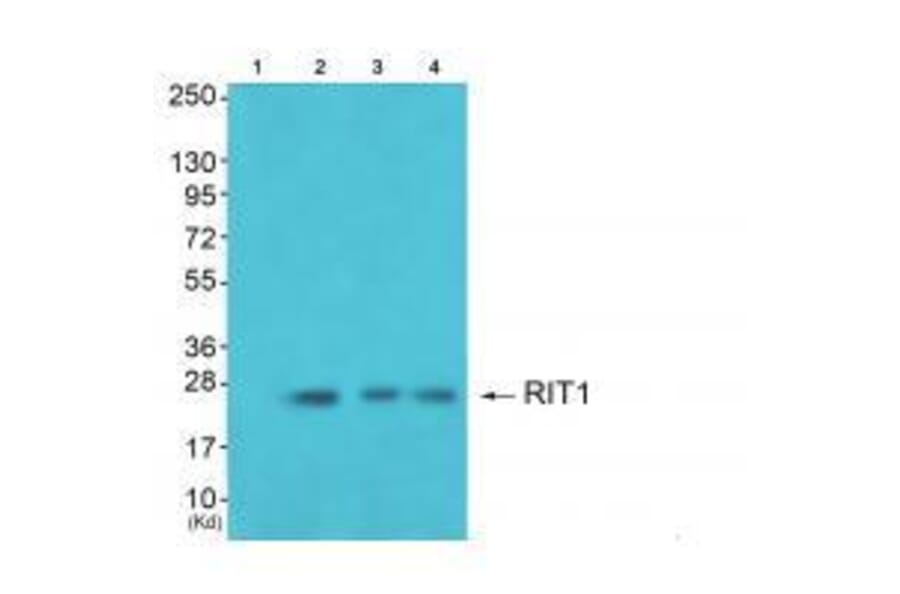 Western blot - RIT1 Antibody from Signalway Antibody (33482) - Antibodies.com