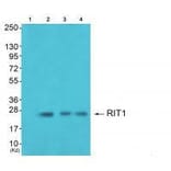Western blot - RIT1 Antibody from Signalway Antibody (33482) - Antibodies.com