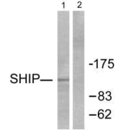 Western blot - SHIP Antibody from Signalway Antibody (33484) - Antibodies.com