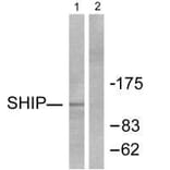 Western blot - SHIP Antibody from Signalway Antibody (33484) - Antibodies.com