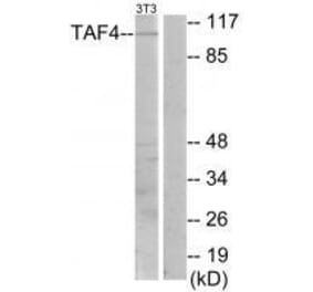 Western blot - TAF4 Antibody from Signalway Antibody (33556) - Antibodies.com