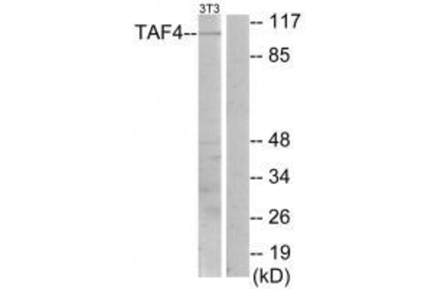 Western blot - TAF4 Antibody from Signalway Antibody (33556) - Antibodies.com
