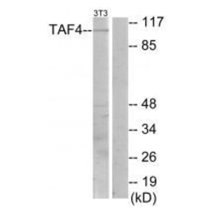 Western blot - TAF4 Antibody from Signalway Antibody (33556) - Antibodies.com