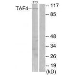Western blot - TAF4 Antibody from Signalway Antibody (33556) - Antibodies.com