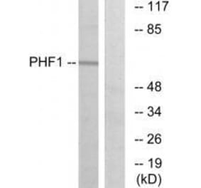 Western blot - PHF1 Antibody from Signalway Antibody (33581) - Antibodies.com