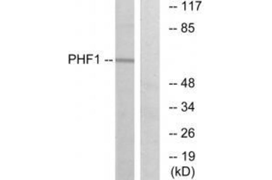 Western blot - PHF1 Antibody from Signalway Antibody (33581) - Antibodies.com
