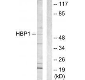Western blot - HBP1 Antibody from Signalway Antibody (33596) - Antibodies.com