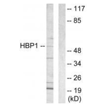 Western blot - HBP1 Antibody from Signalway Antibody (33596) - Antibodies.com