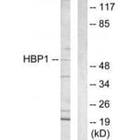 Western blot - HBP1 Antibody from Signalway Antibody (33596) - Antibodies.com