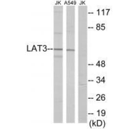Western blot - LAT3 Antibody from Signalway Antibody (33609) - Antibodies.com