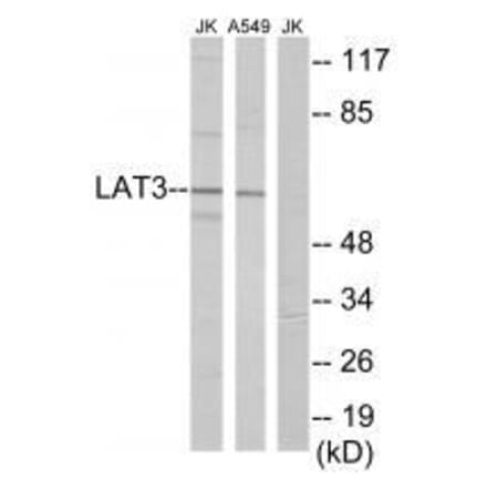 Western blot - LAT3 Antibody from Signalway Antibody (33609) - Antibodies.com