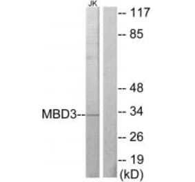 Western blot - MBD3 Antibody from Signalway Antibody (33640) - Antibodies.com