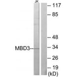 Western blot - MBD3 Antibody from Signalway Antibody (33640) - Antibodies.com