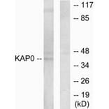 Western blot - KAP0 Antibody from Signalway Antibody (33669) - Antibodies.com