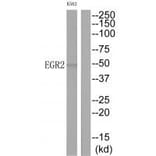 Western blot - EGR2 Antibody from Signalway Antibody (33670) - Antibodies.com