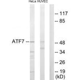 Western blot - ATF7 Antibody from Signalway Antibody (33695) - Antibodies.com