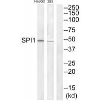 Western blot analysis of extracts from HepG2 and 293 cells, using SPI1 antibody #33699.