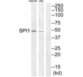 Western blot - SPI1 Antibody from Signalway Antibody (33699) - Antibodies.com