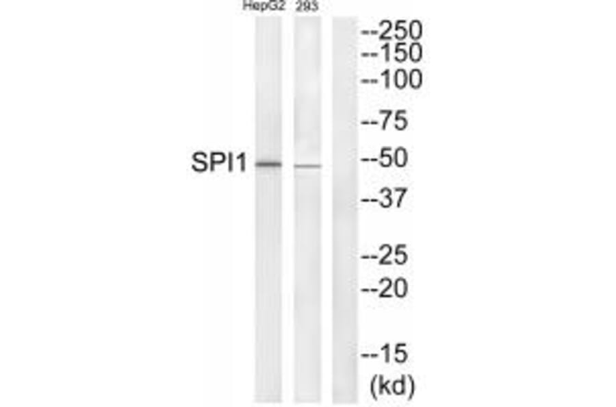 Western blot - SPI1 Antibody from Signalway Antibody (33699) - Antibodies.com