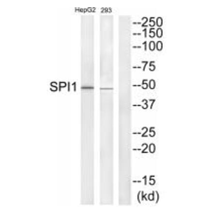 Western blot - SPI1 Antibody from Signalway Antibody (33699) - Antibodies.com