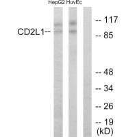 Western blot analysis of extracts from HepG2 cells and HUVEC cells, using CD2L1 antibody #33712.
