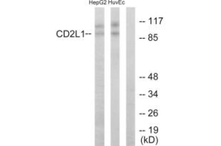 Western blot - CD2L1Antibody from Signalway Antibody (33712) - Antibodies.com