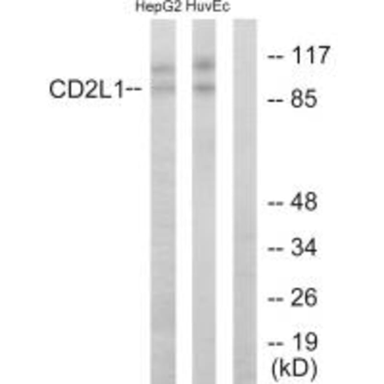 Western blot - CD2L1Antibody from Signalway Antibody (33712) - Antibodies.com