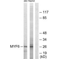 Western blot analysis of extracts from 293 cells and HepG2 cells, using MYF6 antibody #33719.