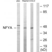 Western blot analysis of extracts from 293 cells, HepG2 cells and COLO205 cells, using NFYA antibody #33722.