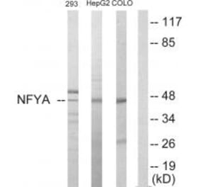 Western blot - NFYA Antibody from Signalway Antibody (33722) - Antibodies.com