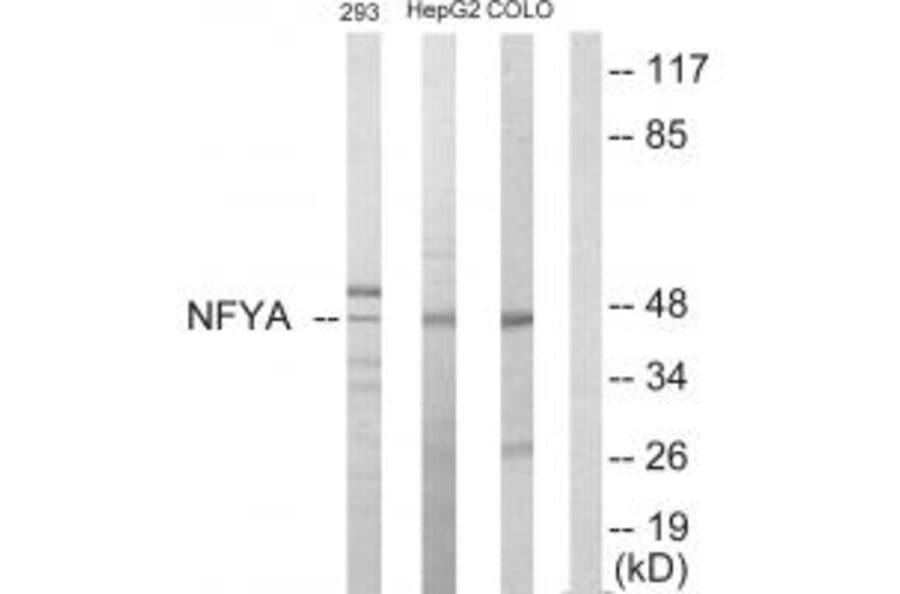 Western blot - NFYA Antibody from Signalway Antibody (33722) - Antibodies.com