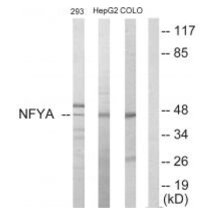 Western blot - NFYA Antibody from Signalway Antibody (33722) - Antibodies.com