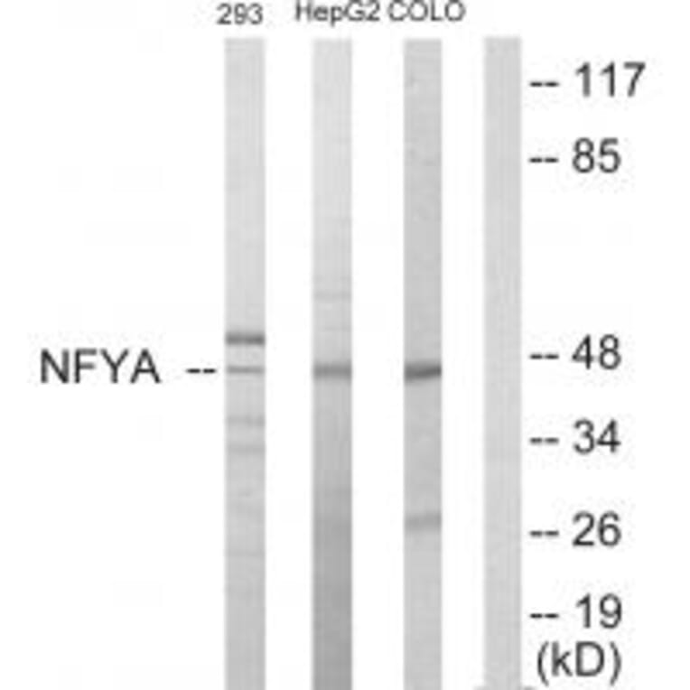Western blot - NFYA Antibody from Signalway Antibody (33722) - Antibodies.com