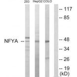 Western blot - NFYA Antibody from Signalway Antibody (33722) - Antibodies.com