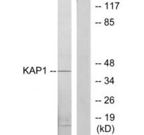 Western blot - KAP1 Antibody from Signalway Antibody (33747) - Antibodies.com