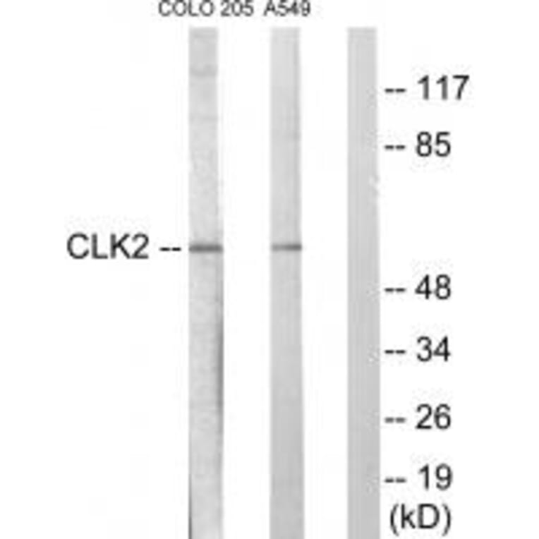 Western blot - CLK2 Antibody from Signalway Antibody (33785) - Antibodies.com