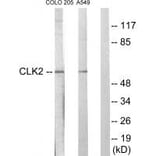 Western blot - CLK2 Antibody from Signalway Antibody (33785) - Antibodies.com