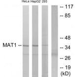 Western blot - MAT1 Antibody from Signalway Antibody (33801) - Antibodies.com