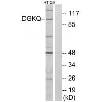 Western blot analysis of extracts from HT-29 cells, using DGKQ antibody #33812.